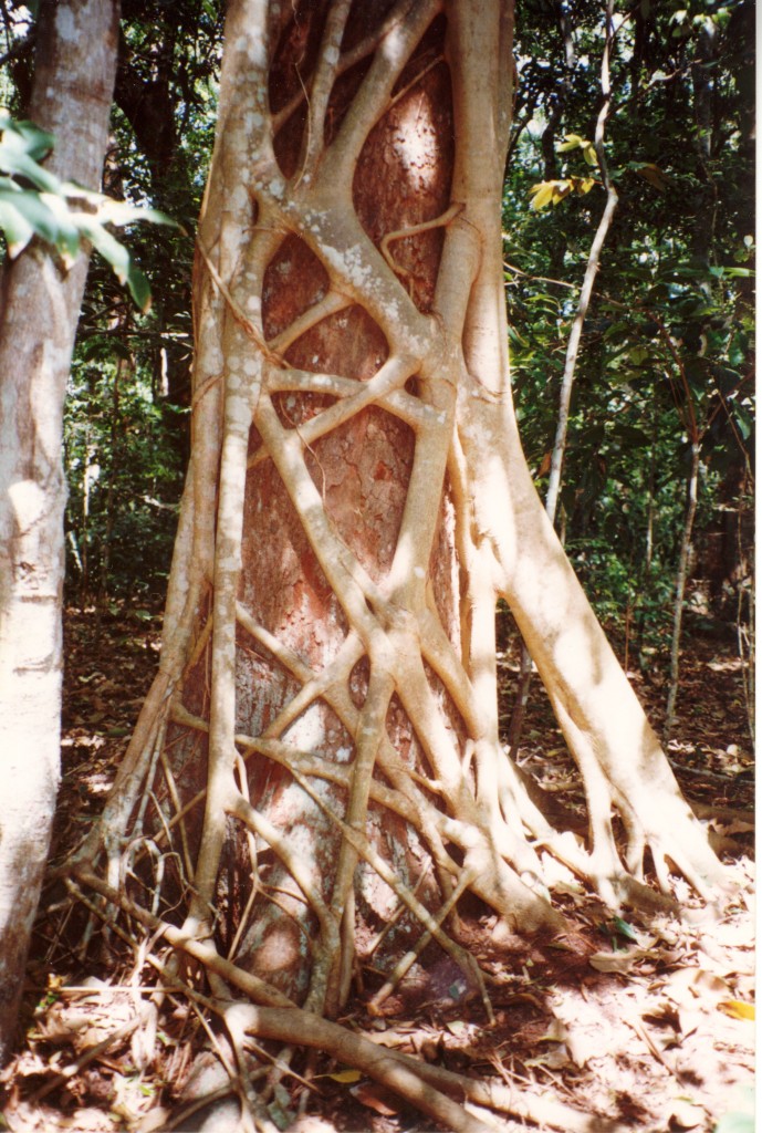 A strangler fig (Ficus watkinsiana) completely enveloping its host, a Syzygium hemilamprum, at Iluka Nature Reserve, Australia